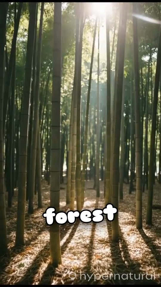 Bao's Bamboo Adventure