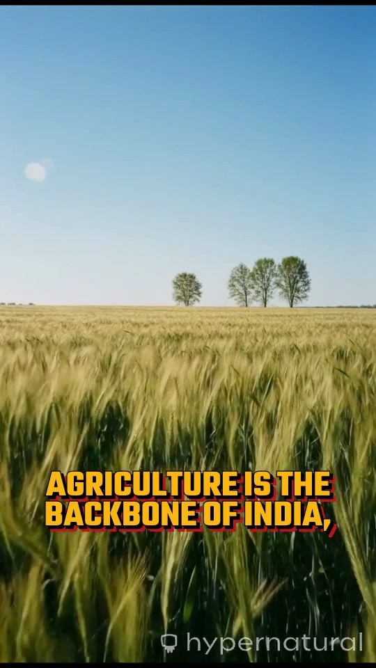 प्रधान मंत्री फसल बीमा योजना (PMFBY): लाभ, कार्यान्वयन और प्रभाव