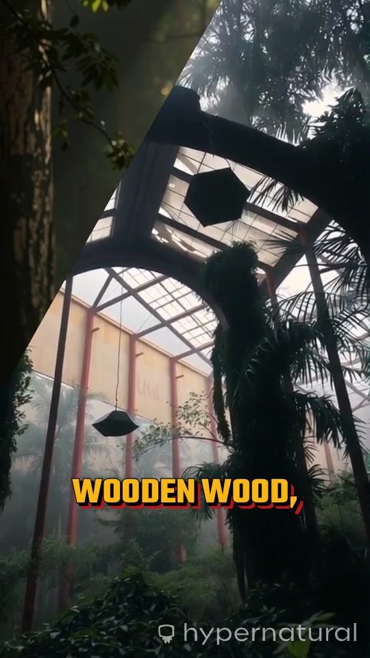 Into the Cursed Woods: Okafor's Descent