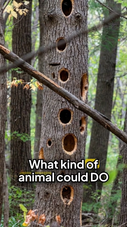 Amazing Facts About Pileated Woodpeckers!