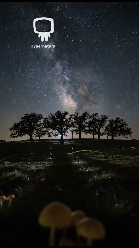 The Beings at the Forest Edge
