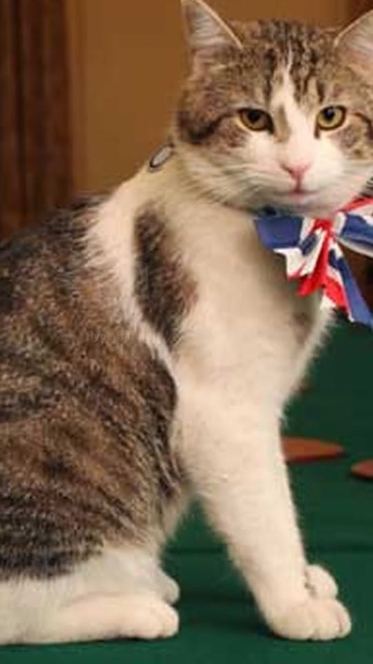 Meet the UK's Famous Chief Mouser: Humphrey the Cat!