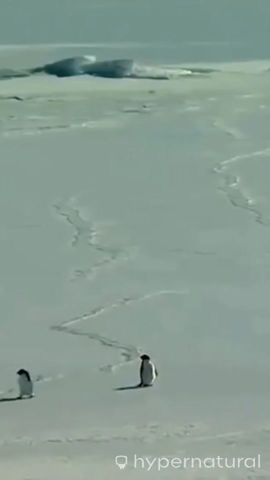 The Penguin's Choice: A Fatal Drift