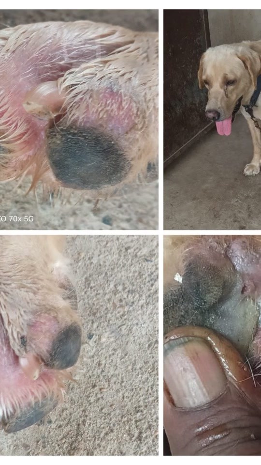 Curing Dog Pododermatitis: Essential Treatments Revealed!
