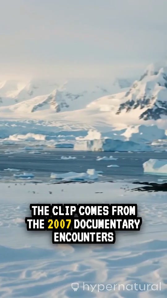 The Penguin's Death March