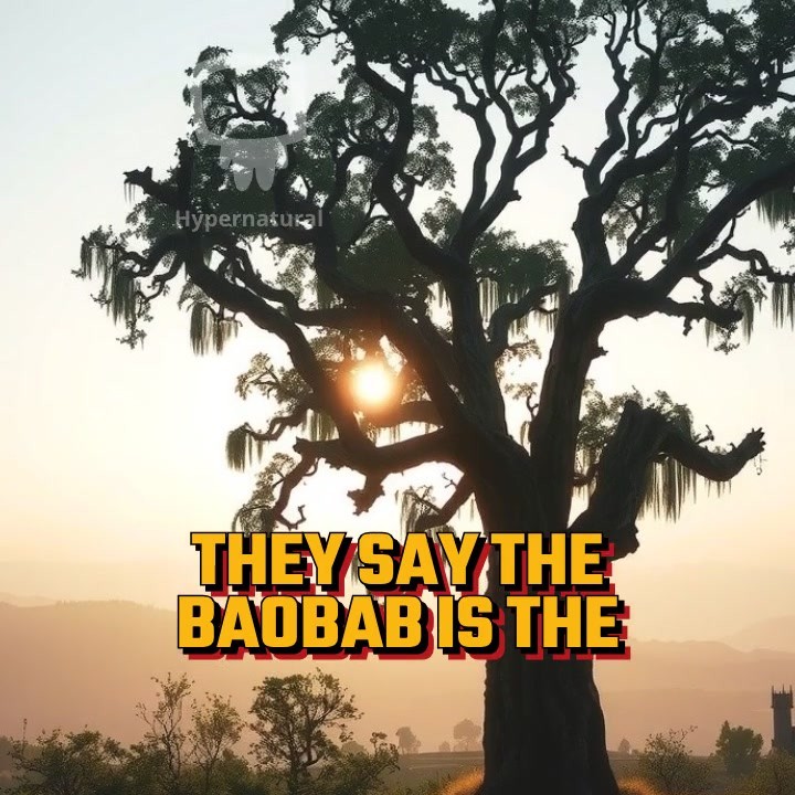 The Whispering Baobab