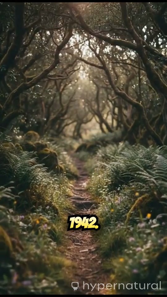 The Kokoda Campaign: A World War II Journey in Papua New Guinea