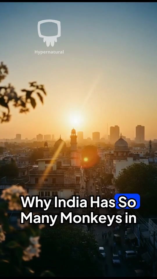 The Urban Monkeys of India: Why So Many?
