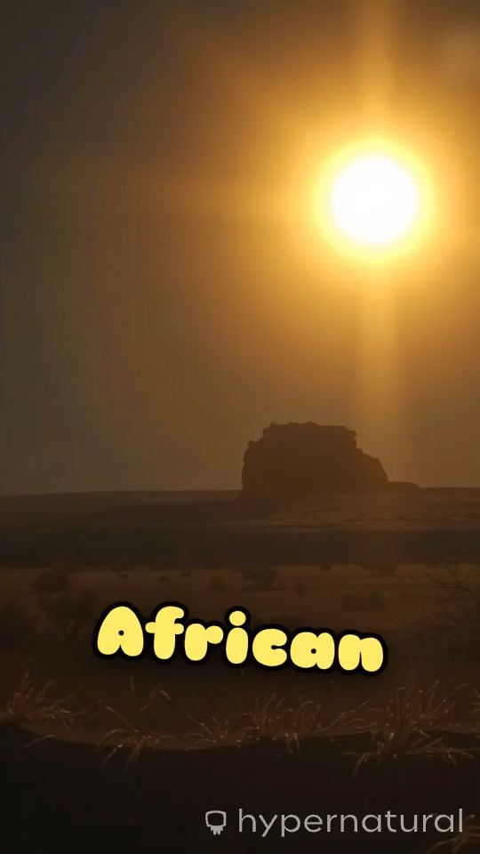 A Goat and a Lion's Journey