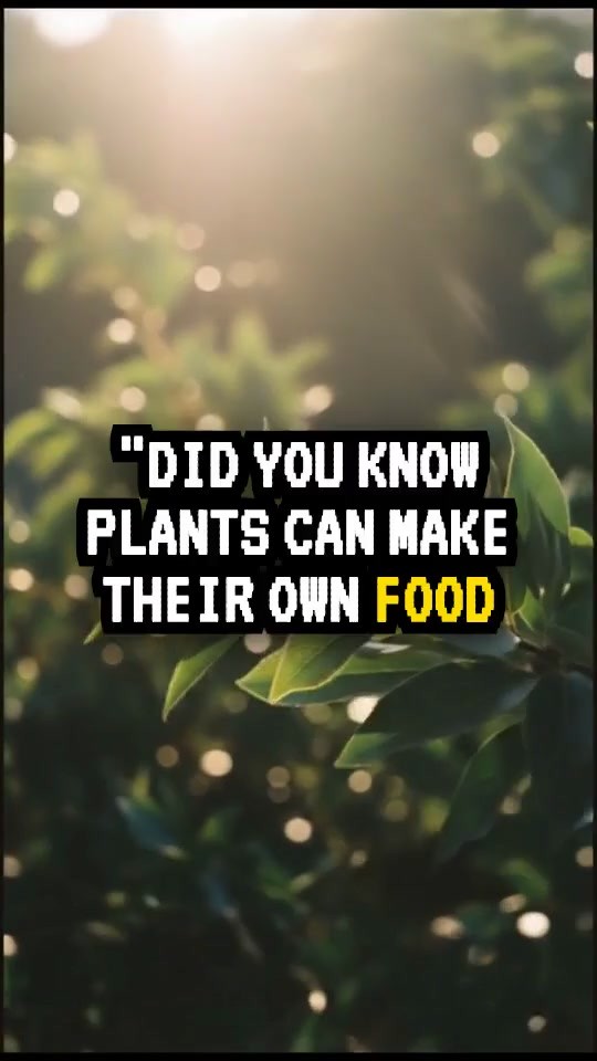 The Science Behind Photosynthesis