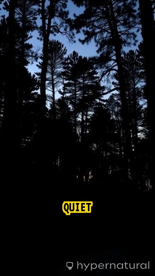 Whispers of the Dusk Forest