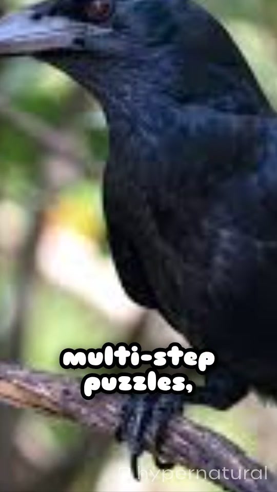 Top 10 Most Intelligent Animals After Humans!