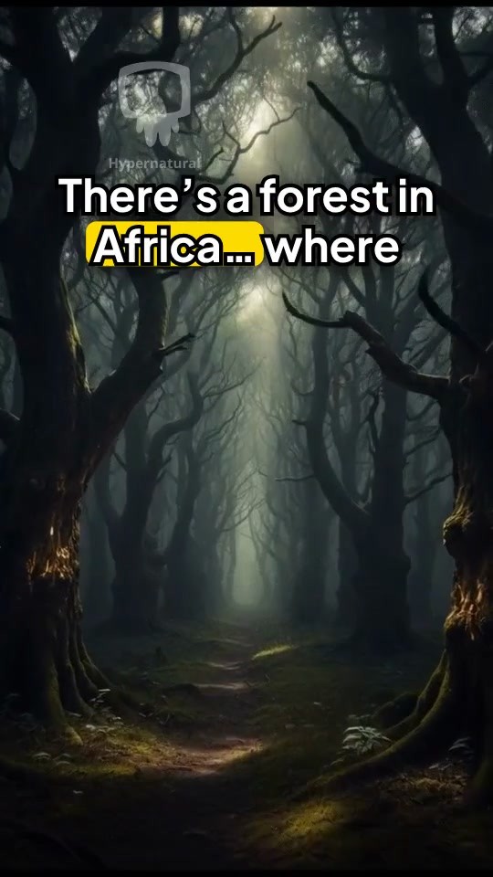 The Watcher of the Forest: Sasabonsam