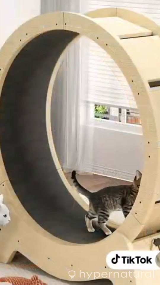 Make the Cat Run in the Exercising Wheel!