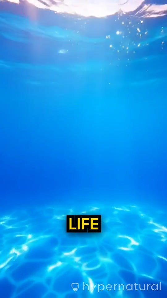 The Immortal Jellyfish