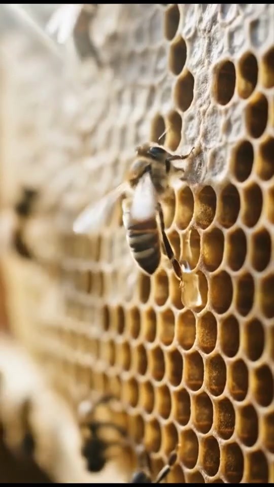 Nature's Sweetness in Every Drop - Daybyday Nsukka Bush Honey