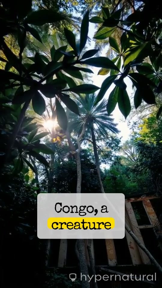 Exploring the Enigmatic Okapi in the Congo Rainforest