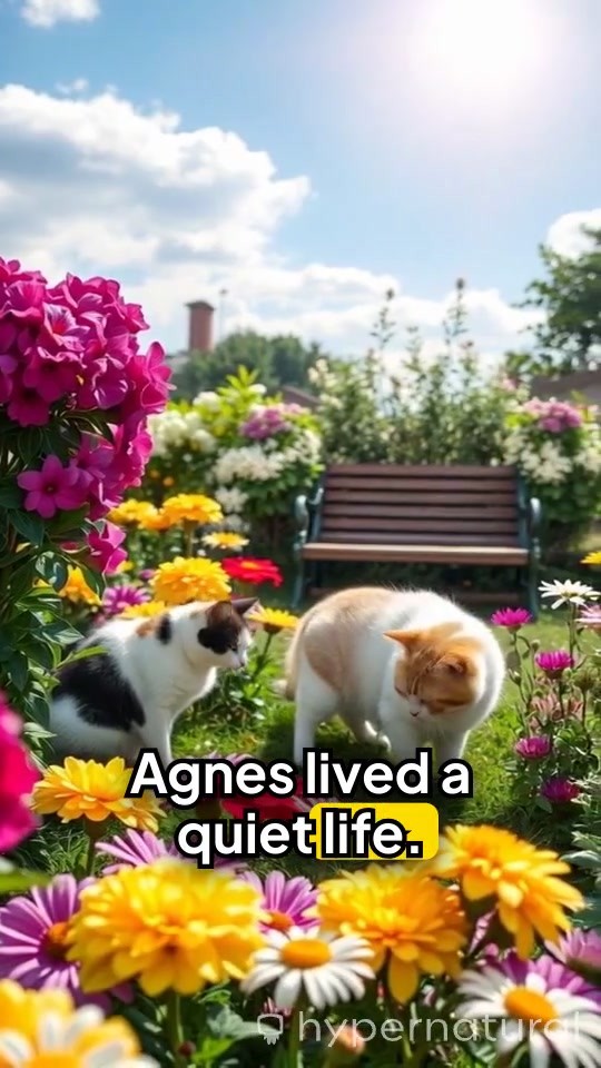 From Stray to Friend: The Old Lady and the Cat