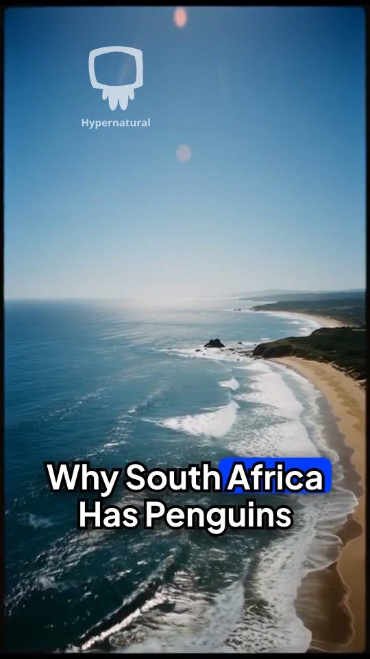 Why Penguins Call Africa Home
