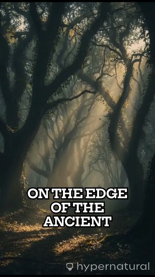 Guardians of Eldermoor