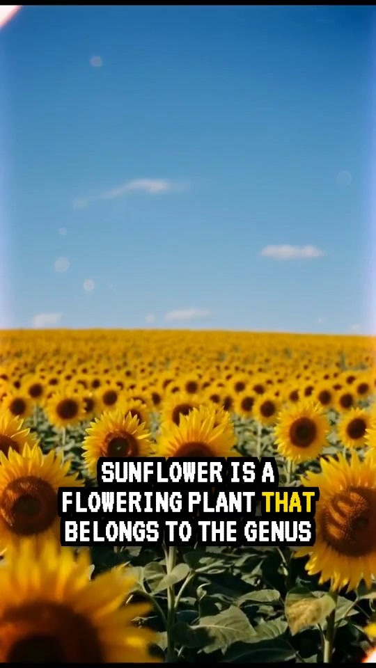 Discover the Beauty of Sunflowers!