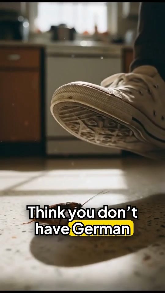 5 Fast Facts About German Roaches in West Tennessee