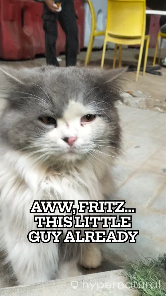 The Kitten Who Waited (copy)