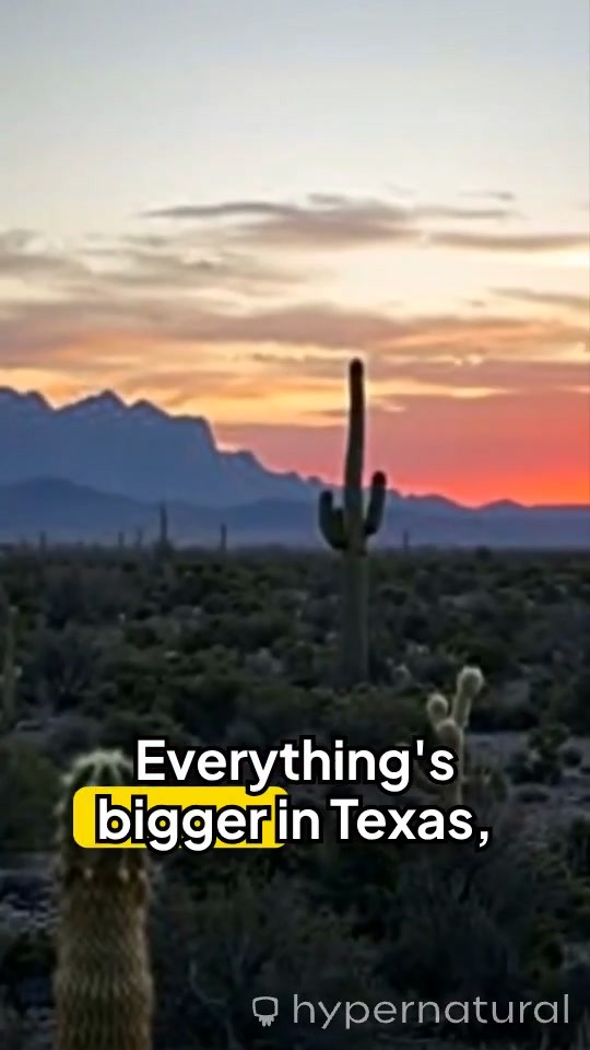 5 Surprising Facts About Texas