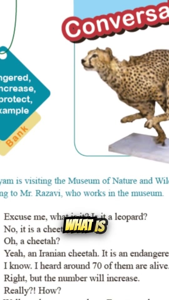Saving the Iranian Cheetah: Conservation Efforts Explained