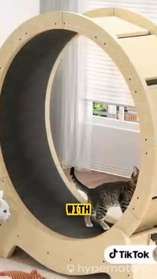 Cat in the Exercising Wheel
