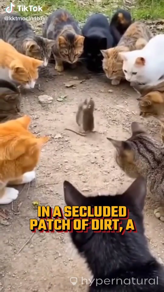 Video Description Summary