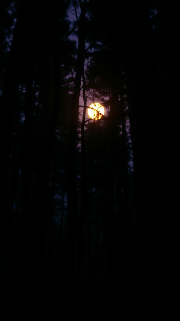 Misteri Hutan Terpencil