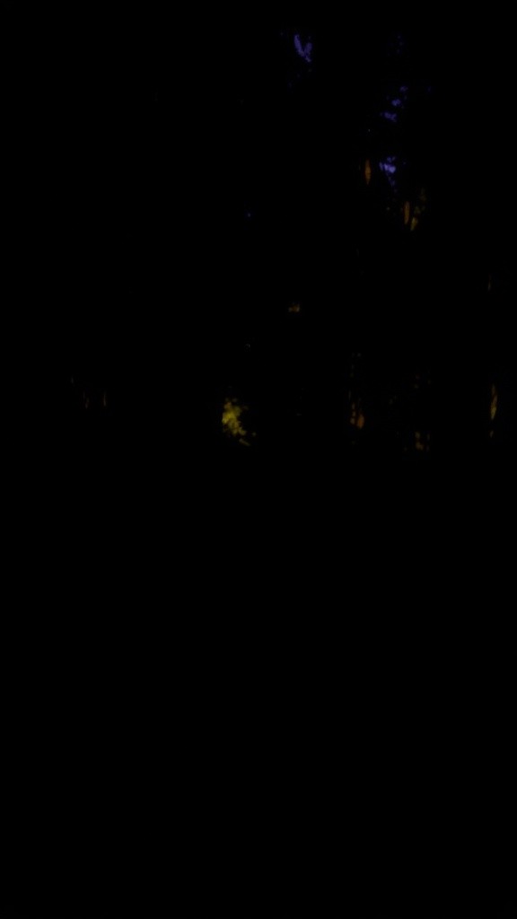 Suara Misterius di Malam Hutan