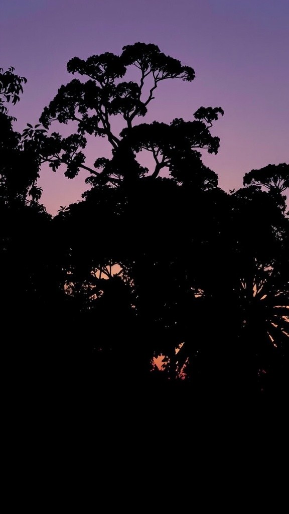 Whispers of the Illuminated Jungle
