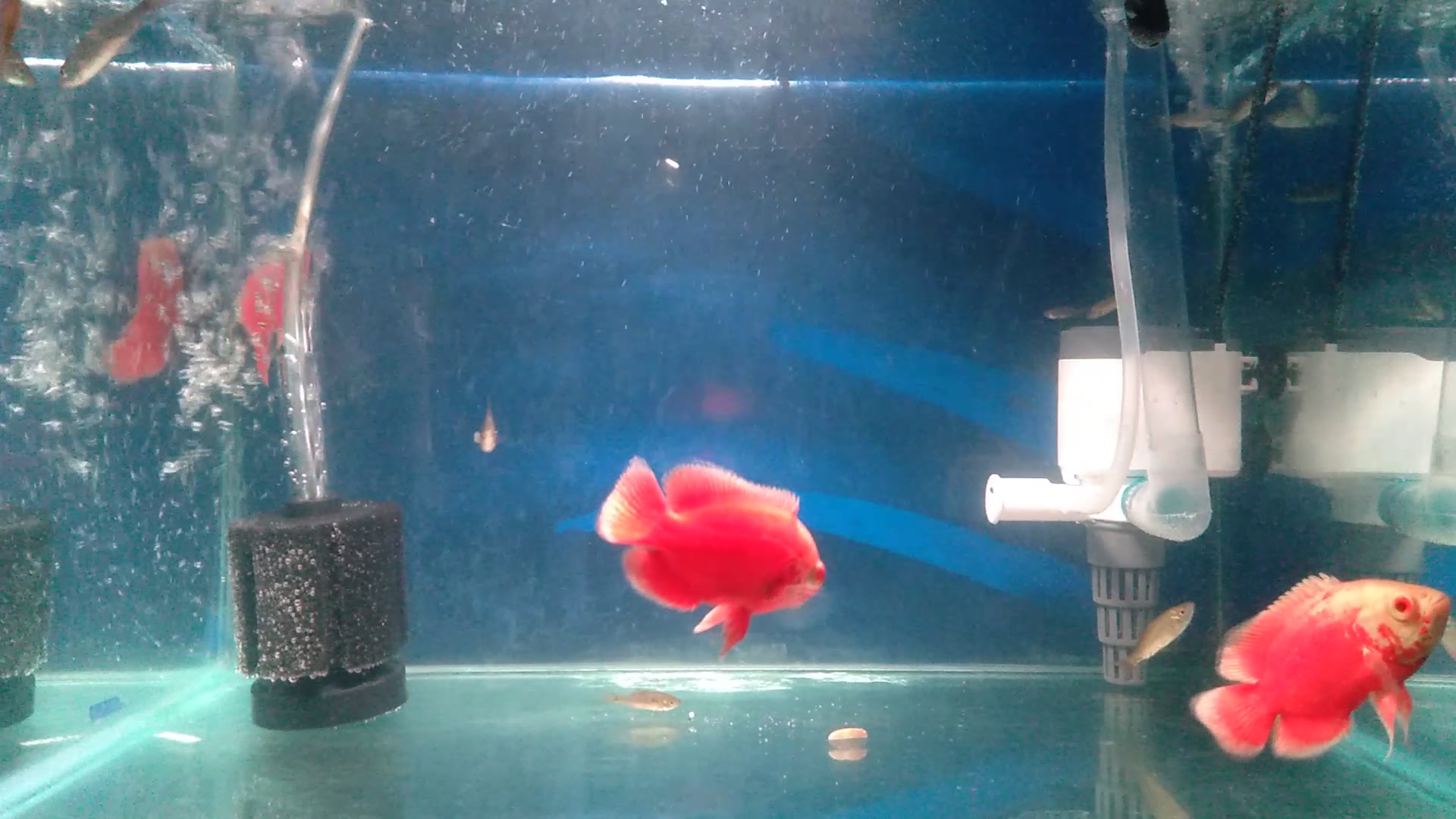Hari Pertama Ikan Oscar di Akuarium