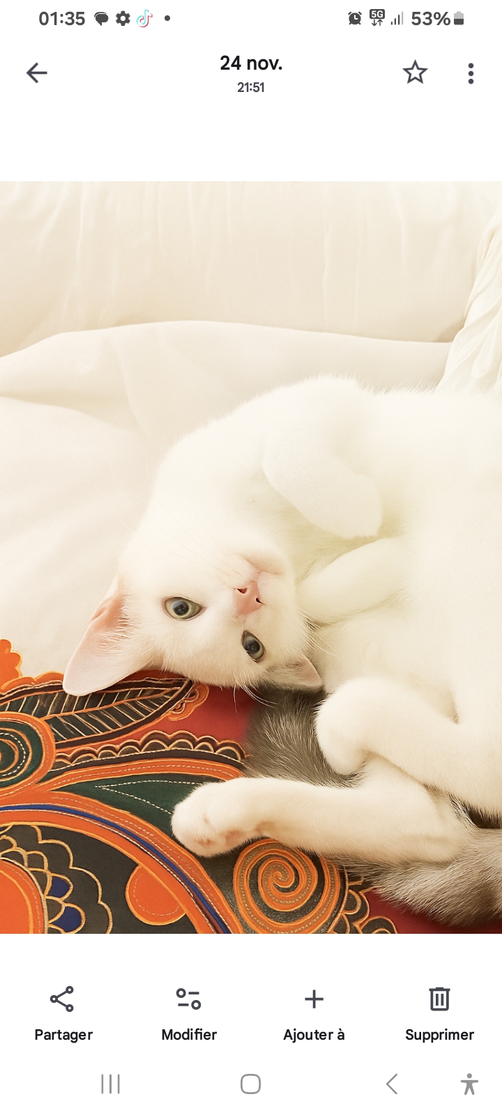 Meet Snowy: The Feline Diva in Charge!