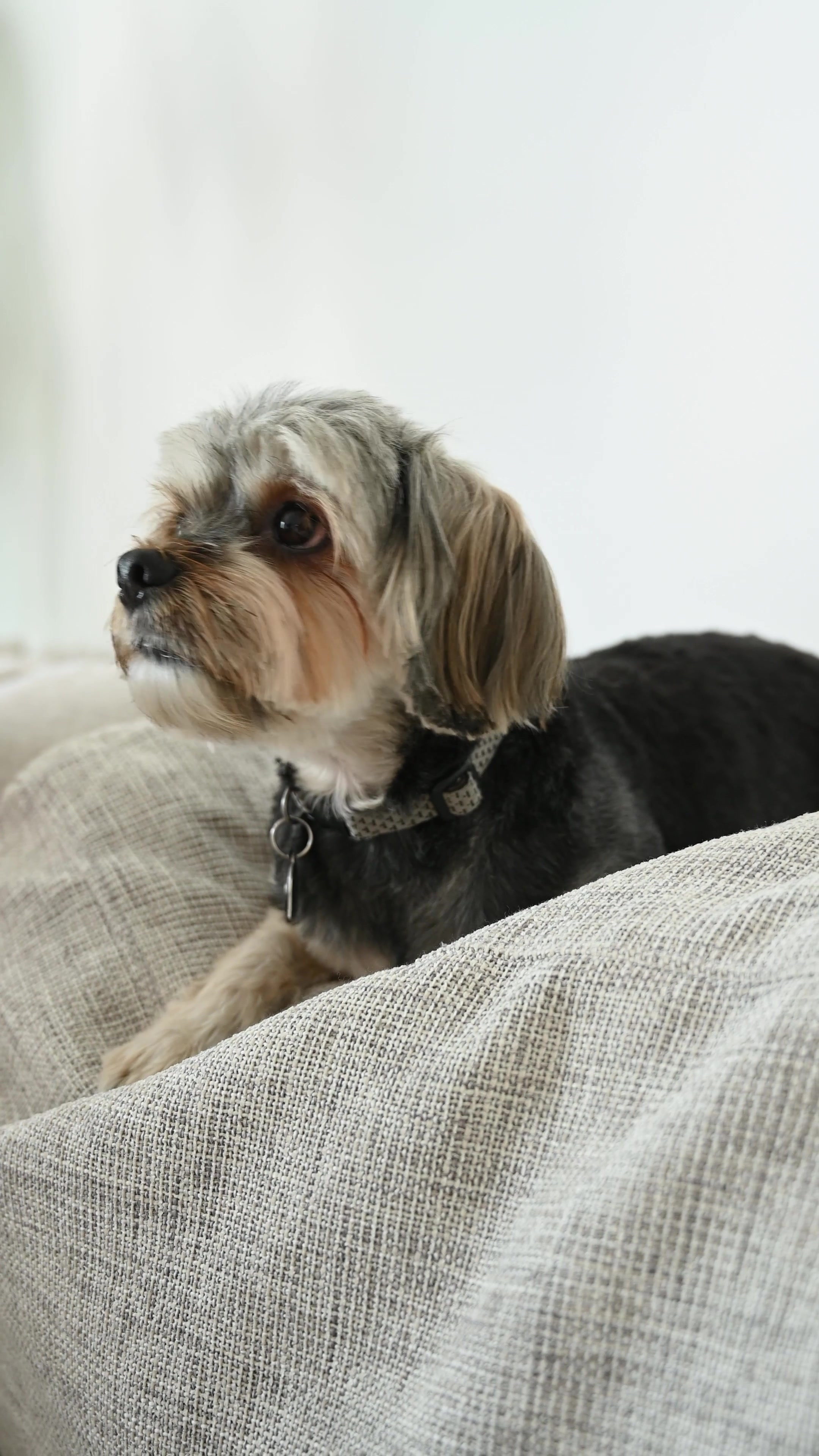 Rocky the Yorkie: Champion of Hearts!
