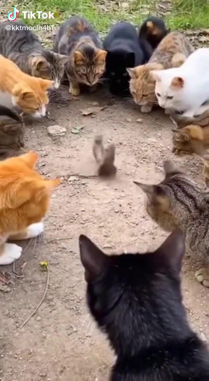 Video Description Summary