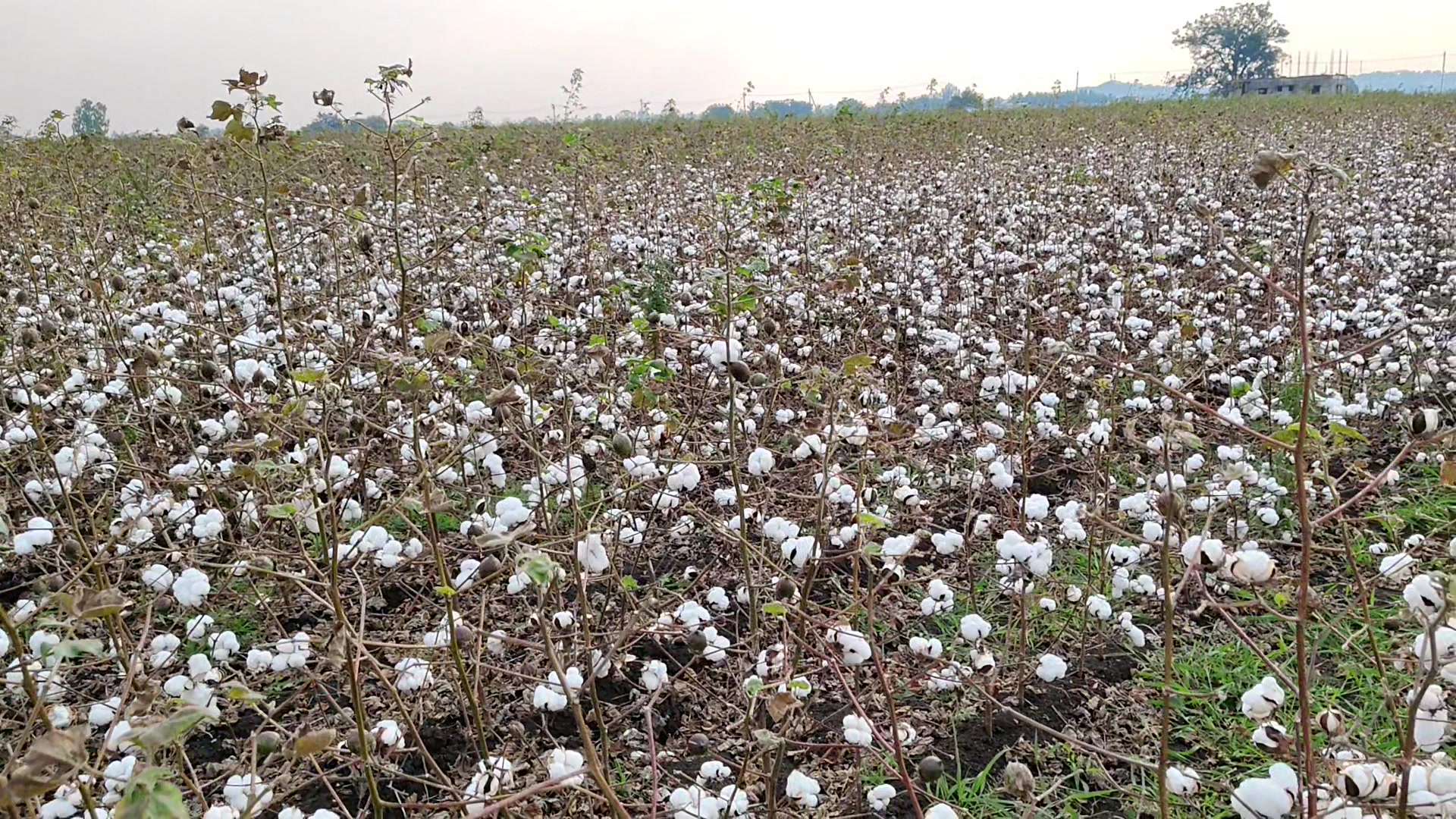 Reviving Cotton Varieties: A Solution to High Costs and Low Returns