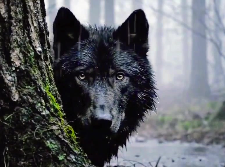 Black Wolves: Nature's Bold Genetic Rebels