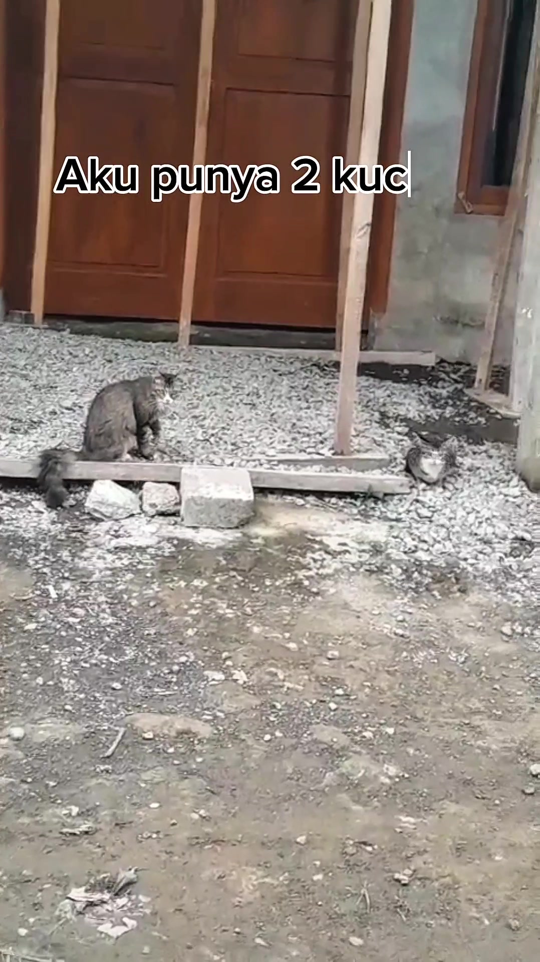 Cats in Conflict: The Journey to Peace