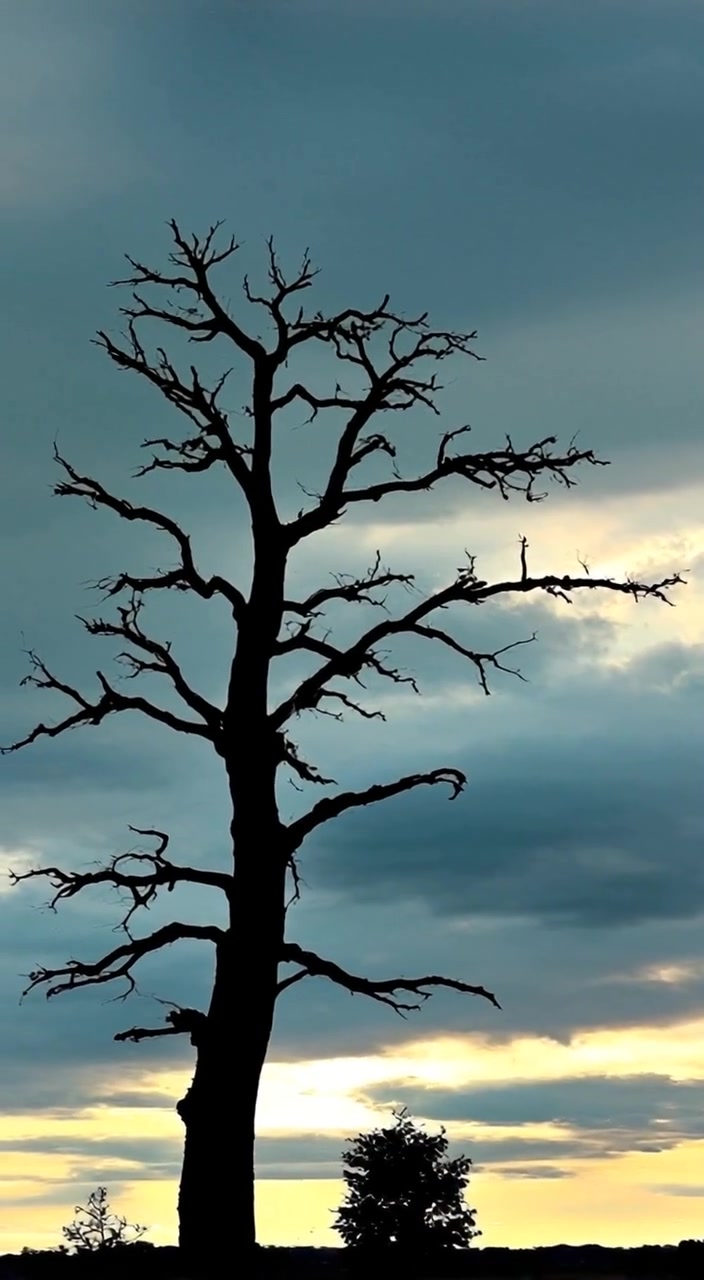 A lone tree sways gently in the strong wind under a swirling, dark clouded sky.