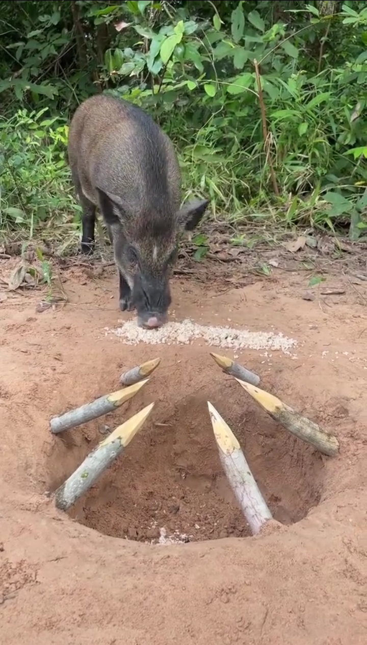 Un cochon piégé dans un trou