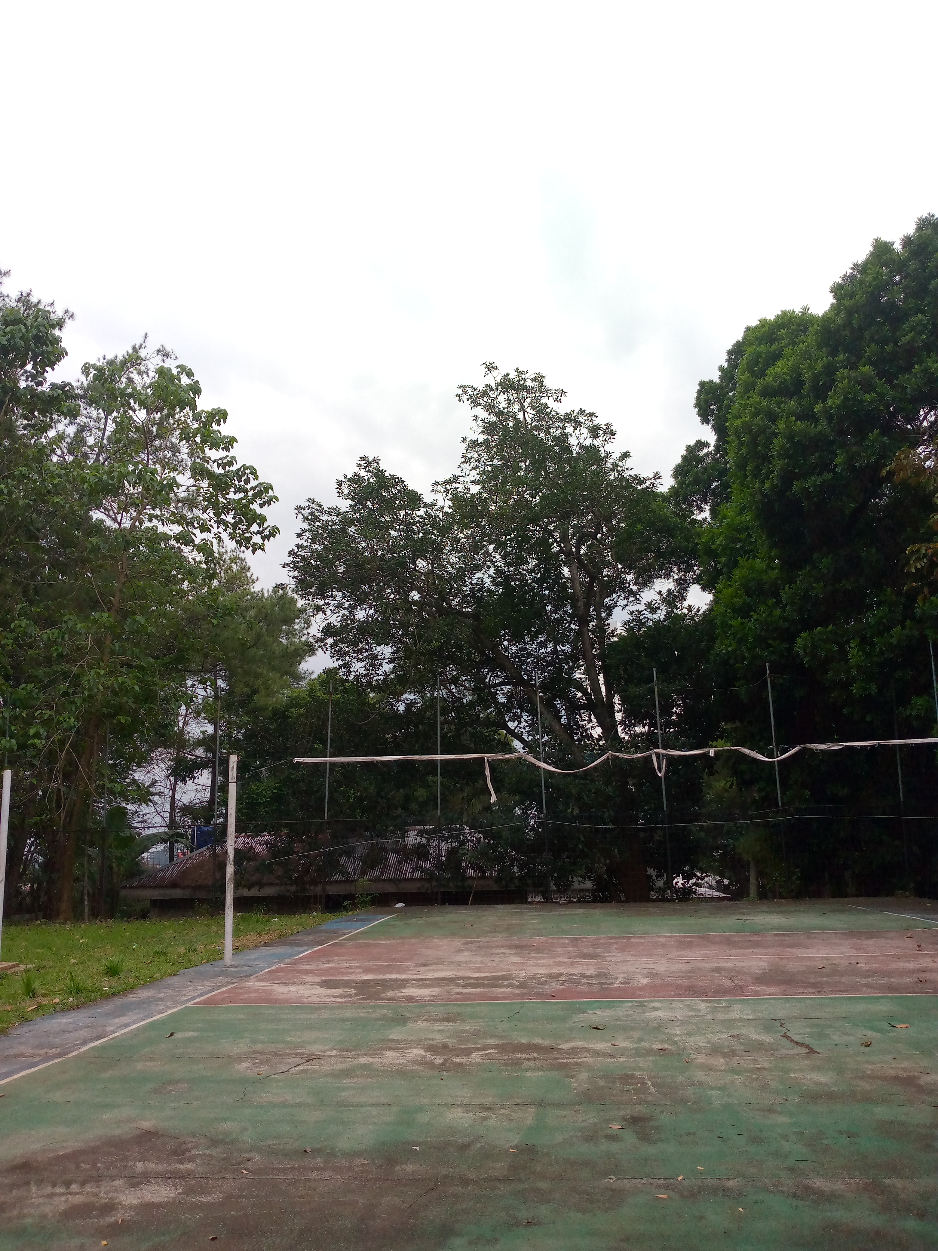 Kehilangan di Hutan: Cerita Alex