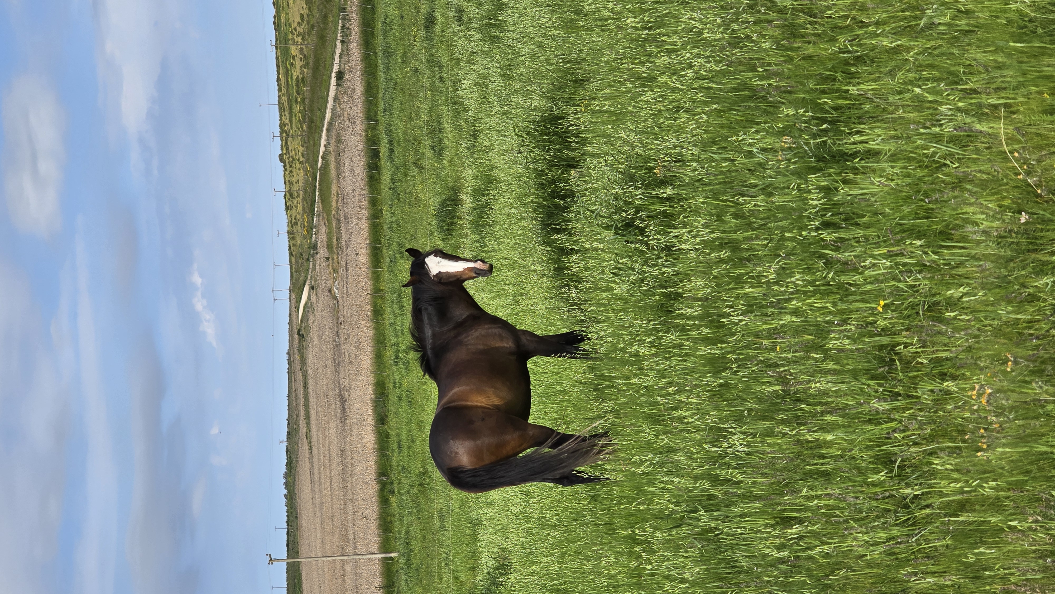 Conexión Equina: Un Viaje Sanador en Equino Vibe