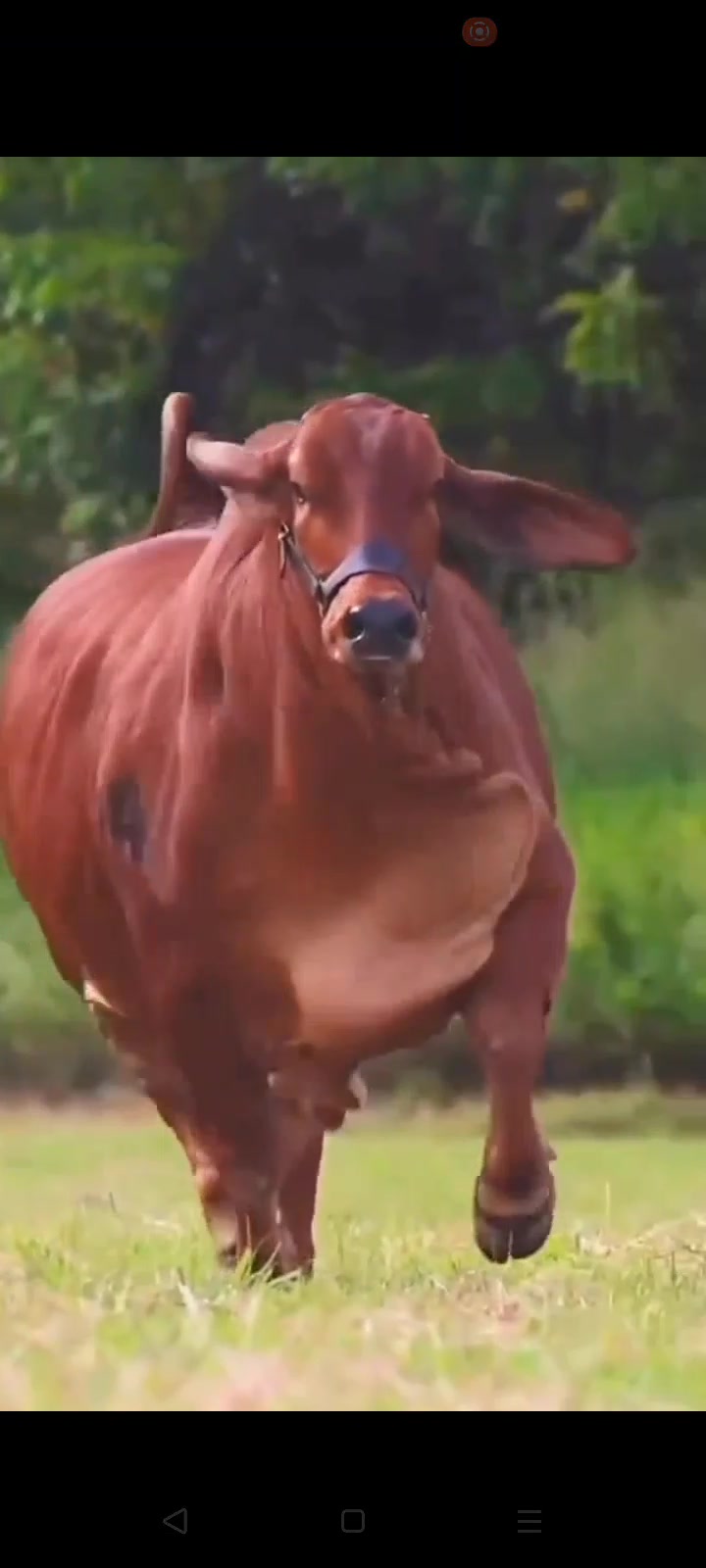 Indus Cattle Farm: Home of Premium Ablak Cholistani and Desi Cattle