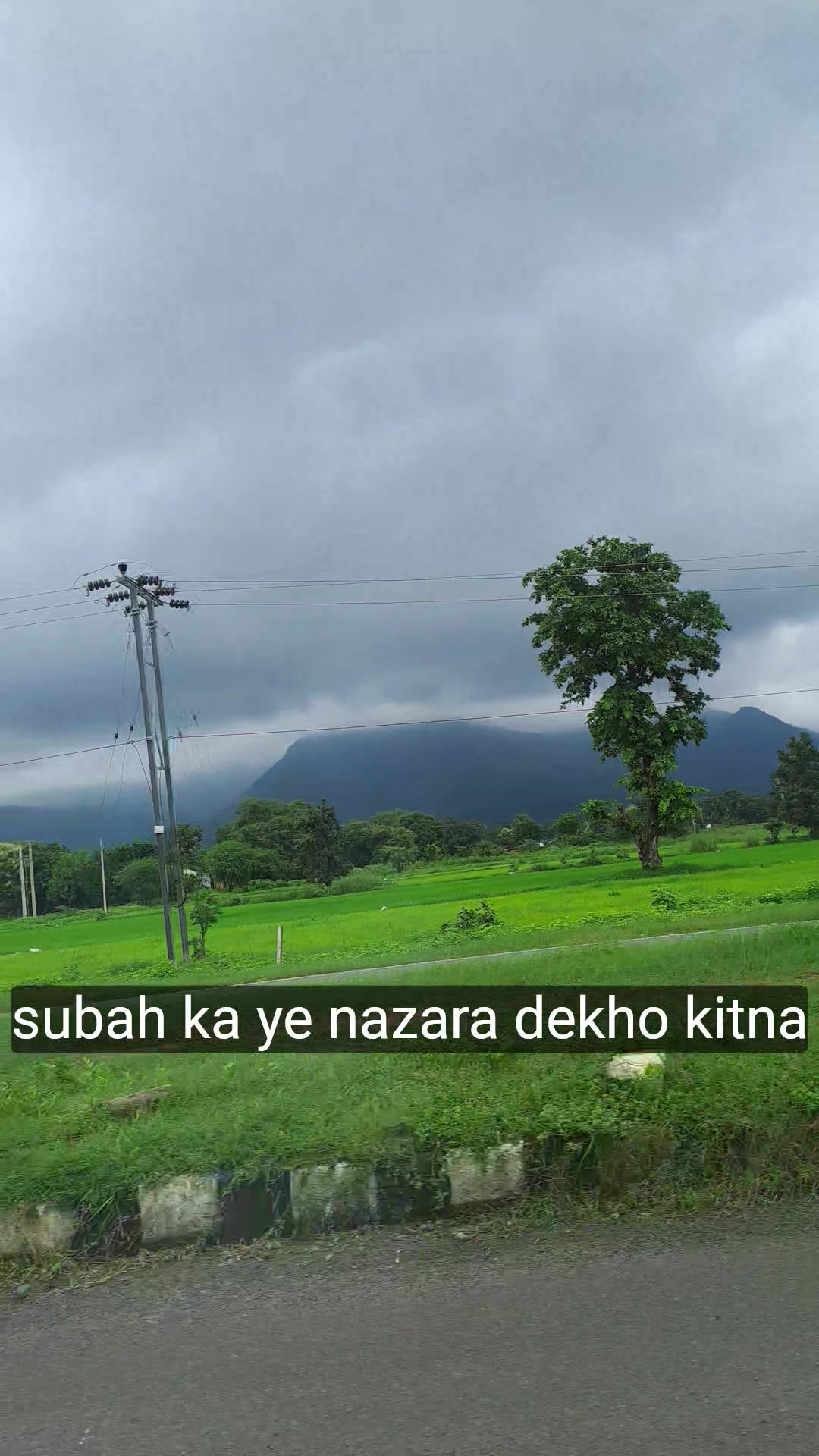 Lush Green Mountains and Trees