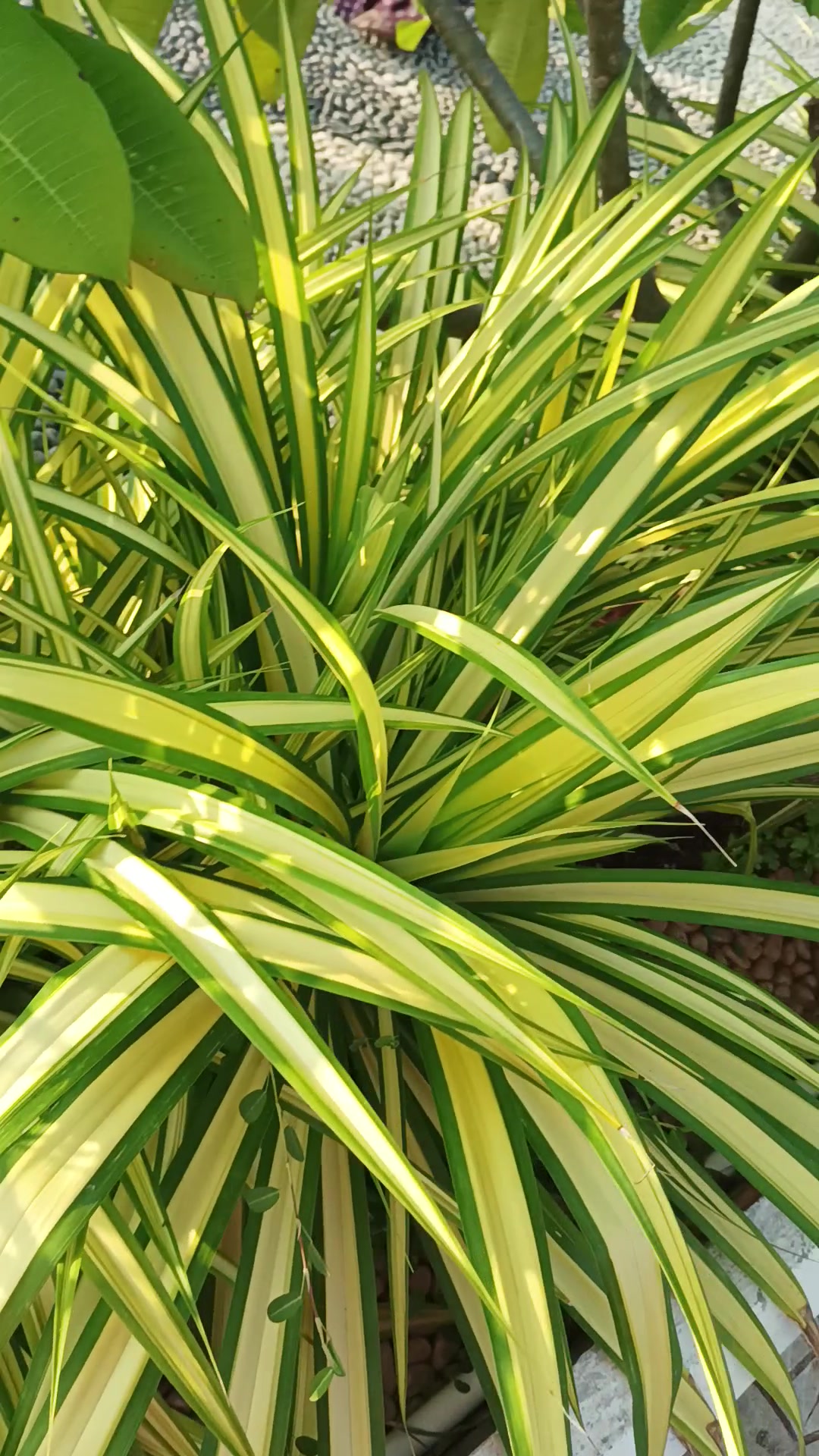 Gorgeous Blooming Tree