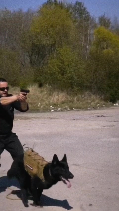 Rahasia di Balik Keberanian German Shepherd