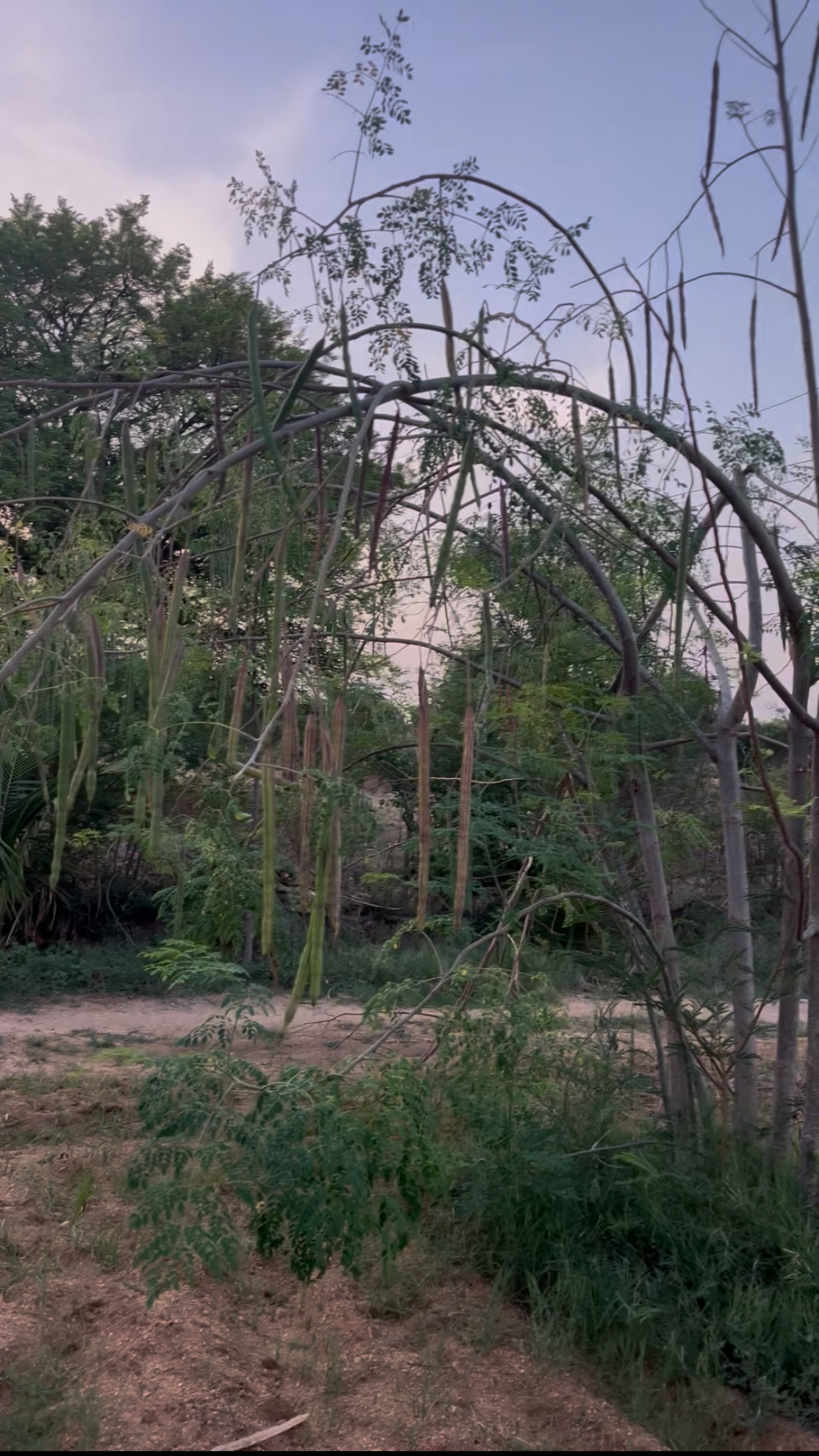 Uses of Moringa Seed Oil